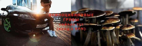 прущие грибы Новосибирск