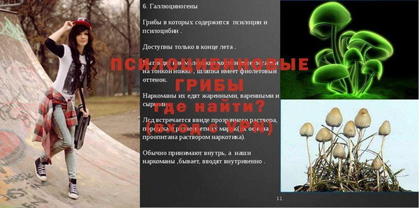 трава Ессентукская